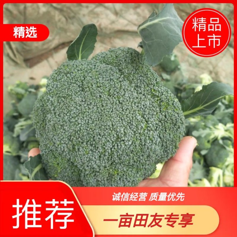 河南精品西蓝花，小米粒，保质保量，大量上货，货量充足