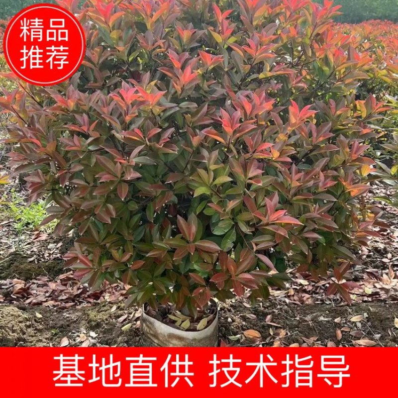 冠幅红叶石楠球100-150厘米桶苗基地批发价格优惠技术指导