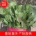 河北邯郸永年，君达叶，高杆菠菜。菠菜，小叶菠菜