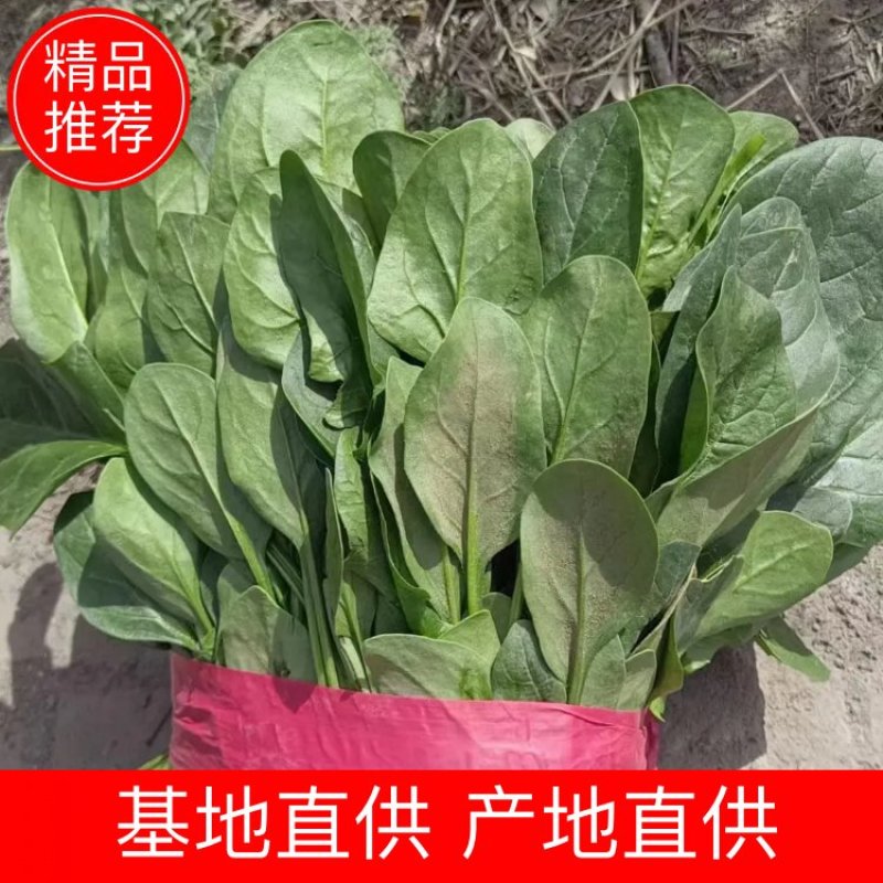 河北邯郸永年，君达叶，高杆菠菜。菠菜，小叶菠菜