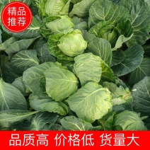 山东精品甘蓝菜大量上市中甘牛心白货源充足基地直发颜色绿