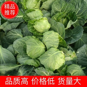山东精品甘蓝菜大量上市中甘牛心白货源充足基地直发颜色绿