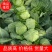 山东精品甘蓝菜大量上市中甘牛心白货源充足基地直发颜色绿