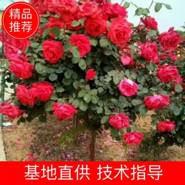 月季花中皇后，姿容秀美花香悠远