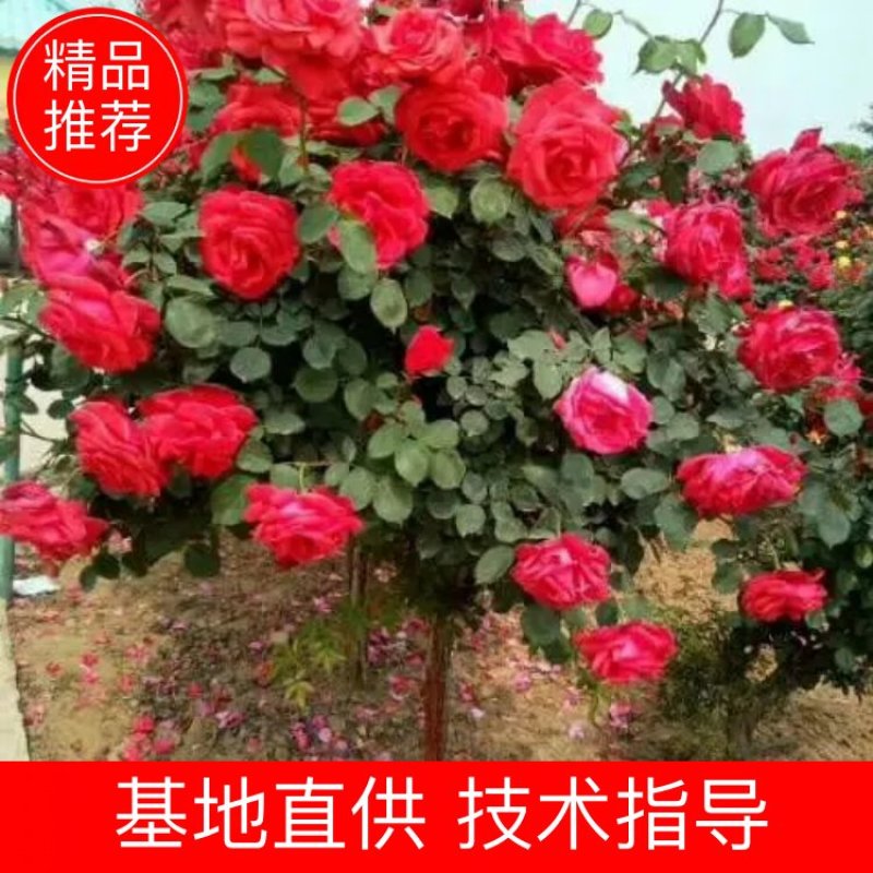 月季花中皇后，姿容秀美花香悠远