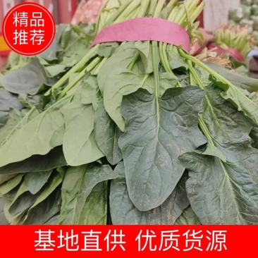 河北邯郸永年，君达叶，高杆菠菜。菠菜，小叶菠菜