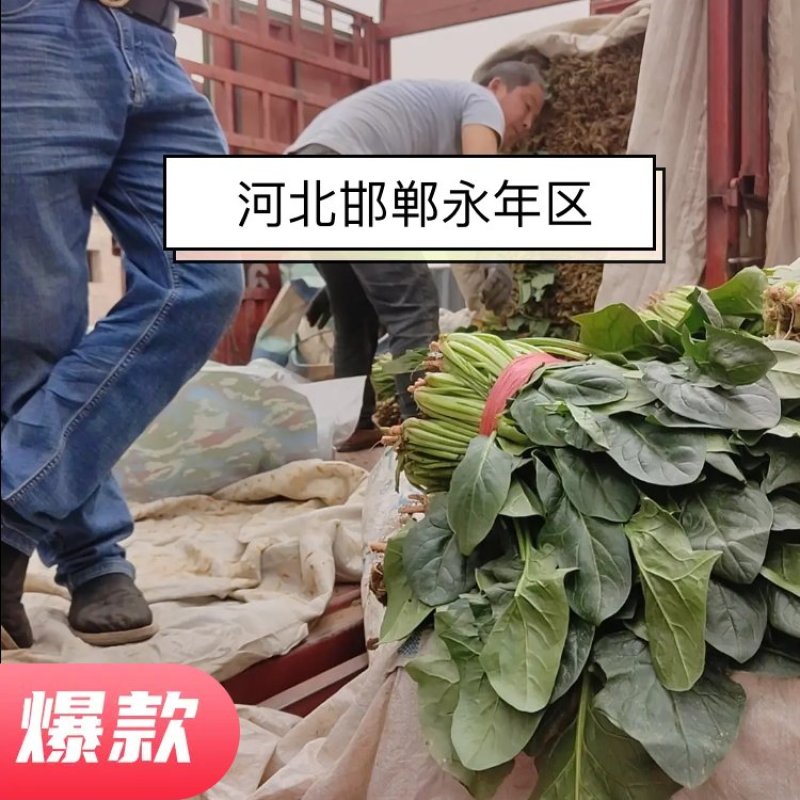 河北邯郸永年，君达叶，高杆菠菜。菠菜，小叶菠菜