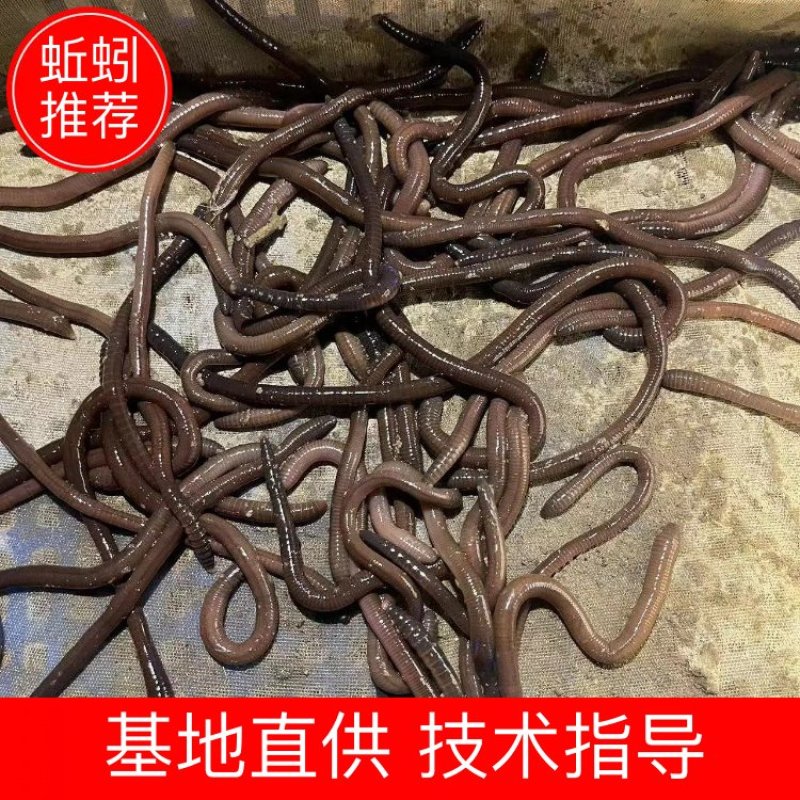 热卖广地龙蚯蚓种苗可视频看货欢迎咨询货源充足