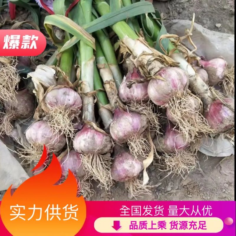【热卖中】河北饶阳鲜蒜大蒜全国发货、基地直发