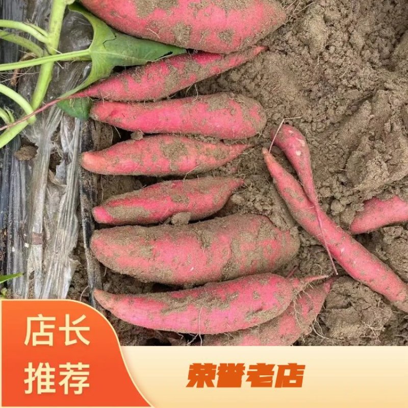 【实力供货】河北饶阳西瓜红红薯蜜薯纯沙土地，品质上乘