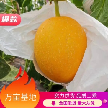 【热卖中】河北饶阳姚庄村沙地久红瑞瑞红甜瓜，万亩基地