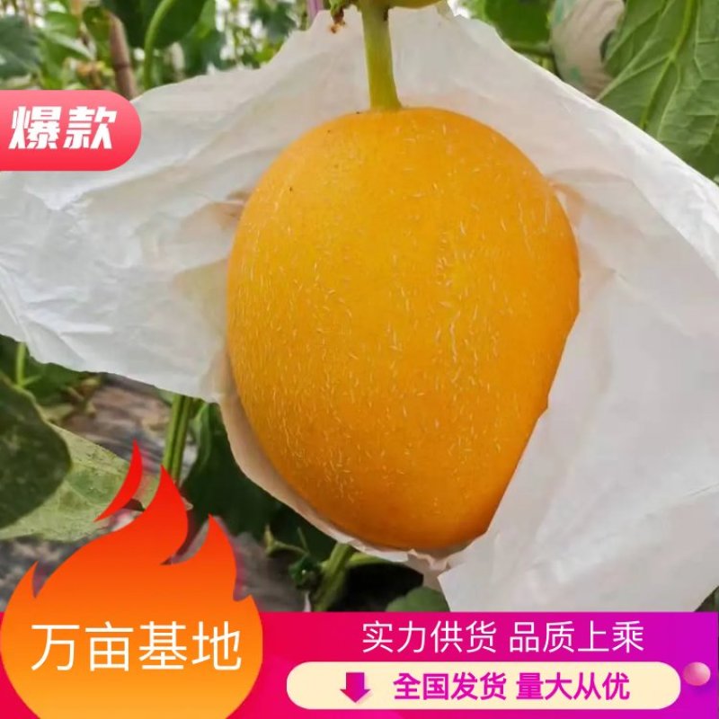 【热卖中】河北饶阳姚庄村沙地久红瑞瑞红甜瓜，万亩基地
