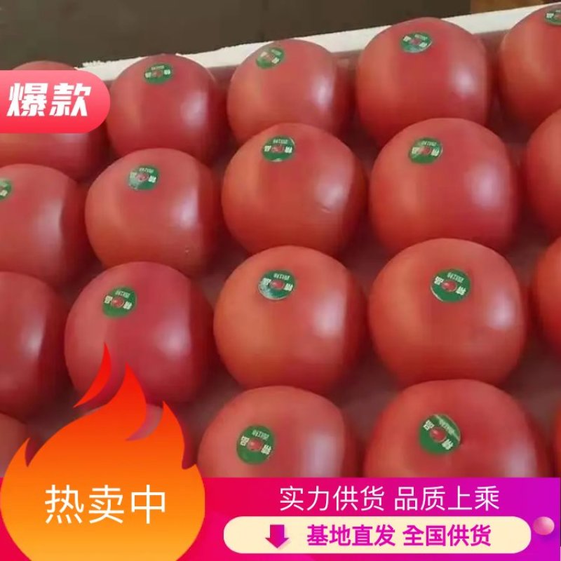 【热卖中】河北饶阳硬粉西红柿各大生鲜商超档口专供，放心品质！
