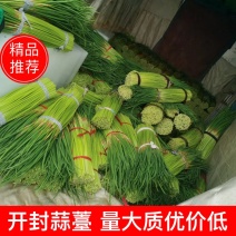 河南精品红帽蒜苔开封通许新鲜头茬白帽蒜薹量大质优市场商超