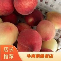 四川精品黄桃基地现发口感脆甜大量供应全国发货