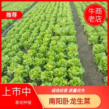 [推荐]河南南阳生菜基地常年供应中量大从优需要的电联