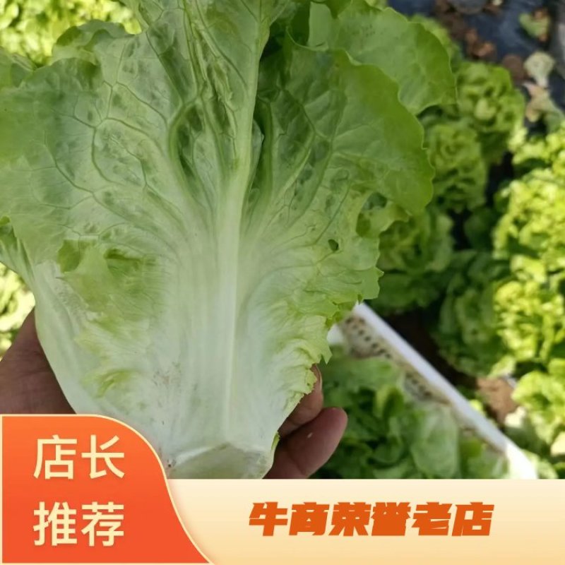 [推荐]河南南阳生菜基地常年供应中量大从优需要的电联