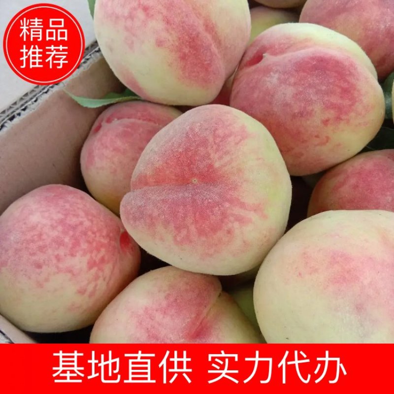 美脆桃个头大产区实力代办量大耐运输优质货源基地