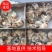 陕西鸡苗快大良凤花大量有货，支持全国各地发货