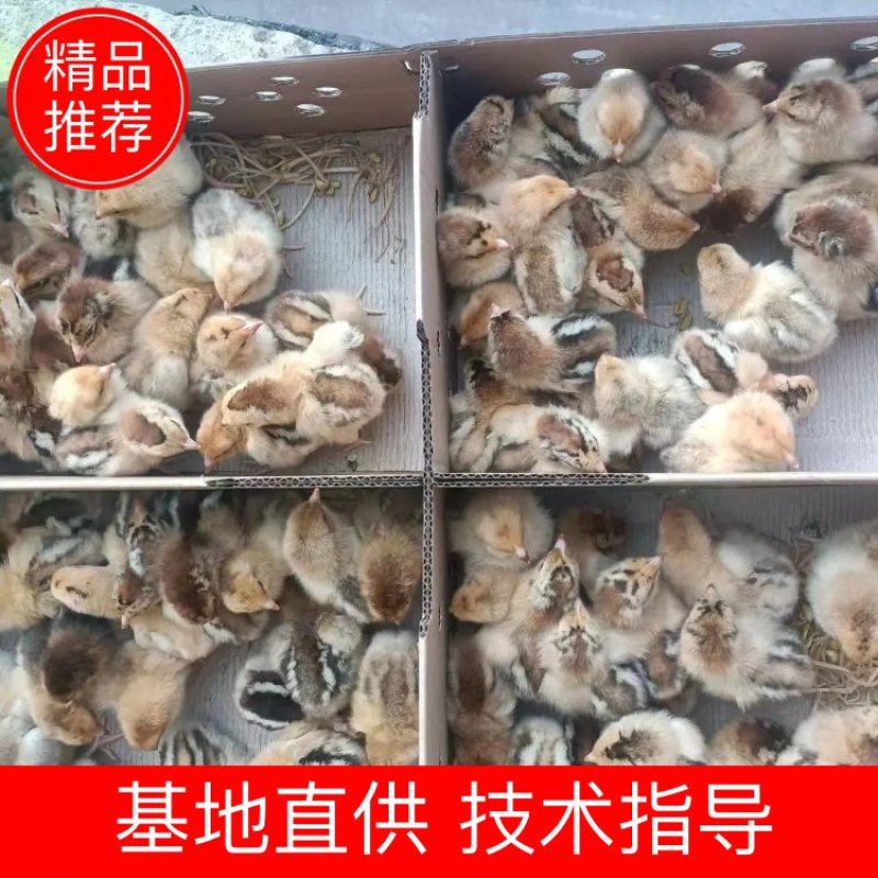 陕西鸡苗快大良凤花大量有货，支持全国各地发货