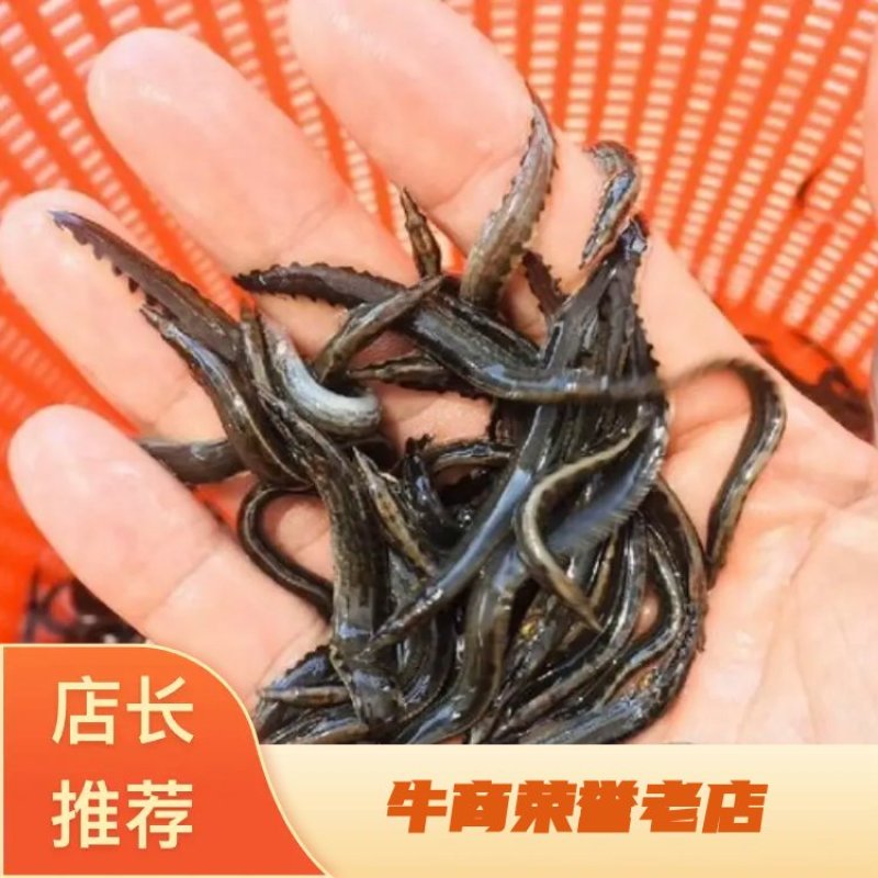 刺鳅苗，技术指导，科学运输，专业养殖技术，基地发货