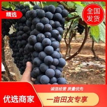 【优】台州精品夏黑葡萄大量上市基地直供欢迎来电咨询