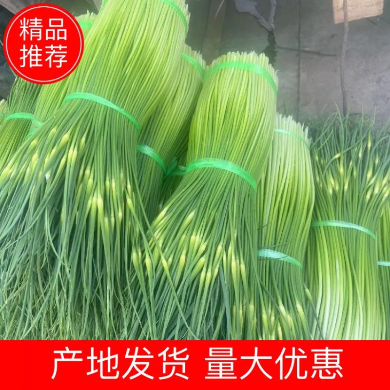蒜苔/白帽蒜苔/周口蒜苔/淮阳蒜苔/河南蒜苔/全国发货