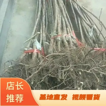 樱桃树苗：俄八：车厘子，美早：大红灯，品种纯正，南北种植