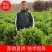 冬青球40-50公分大叶黄杨球基地现挖现卖保证成活率