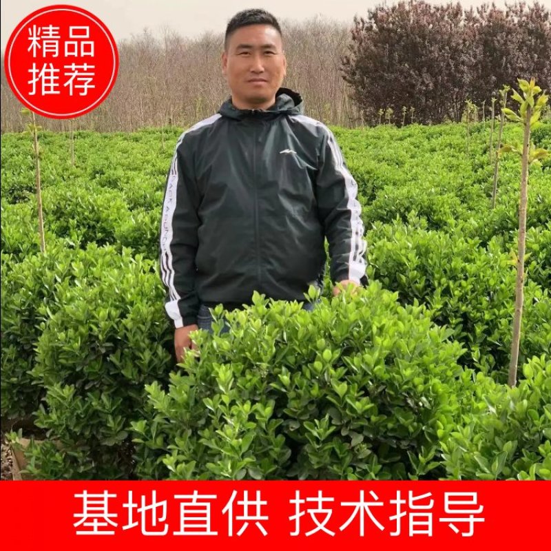 冬青球40-50公分大叶黄杨球基地现挖现卖保证成活率