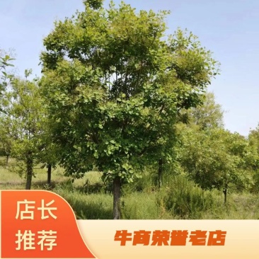 【牛商推荐】黄栌自家苗圃一手货源全国发货基地直供