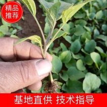 圆茄子苗保质保量茄子苗包邮欢迎实地考察。价格