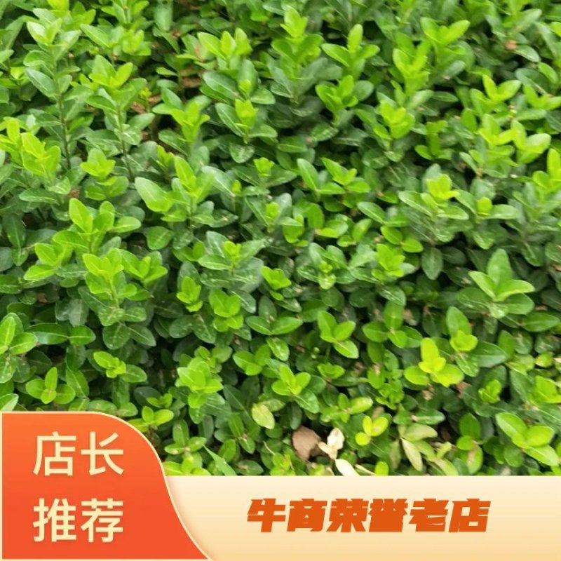 【牛商推荐】卫矛苗胶东卫矛速生卫矛爬墙卫矛卫矛球