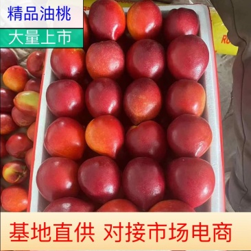 油桃，黄桃，黄油桃，大棚油桃，各种规格量大