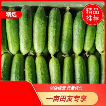 【上市中】湖北黄瓜旱黄瓜大量上市现摘现摘实力供货