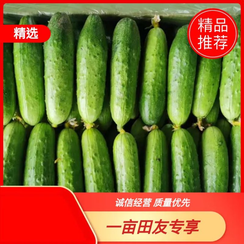【上市中】湖北黄瓜旱黄瓜大量上市现摘现摘实力供货