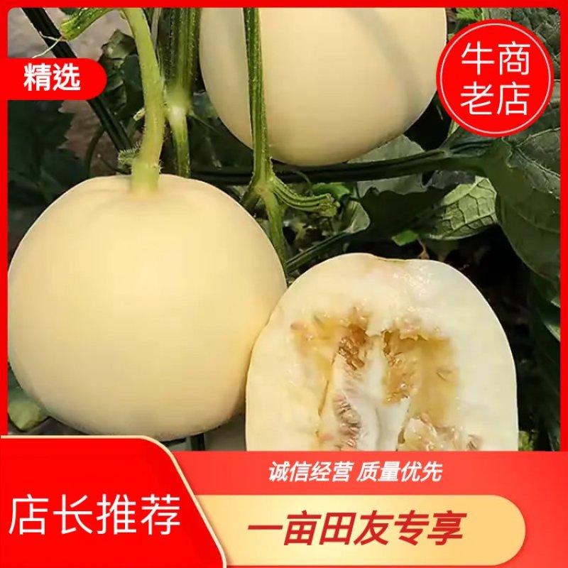 陕西闫良甜瓜现已大量上市，白皮白肉小籽1斤以上精品