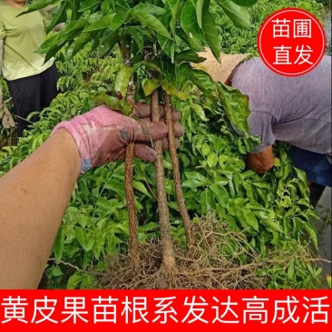 广西黑黄皮果苗苗圃直供盆栽地栽欢迎前来咨询选购