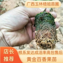 【推荐】黄金百香果苗扦插苗苗圃基地直发包售后