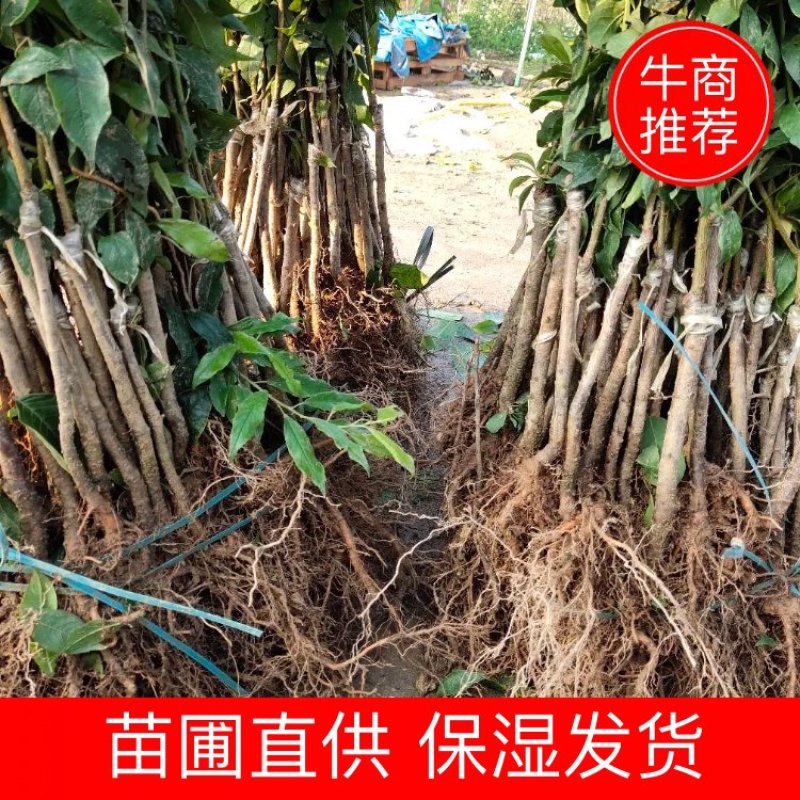【三华李苗】广西精品三华李苗苗圃直供质量保证欢迎采购