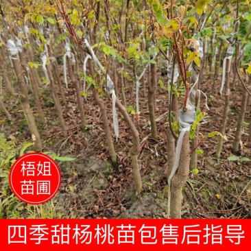【杨桃苗】四季甜杨桃苗易种植好管理欢迎采购