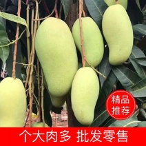 【芒果苗】金皇芒果苗苗圃直供一手货源欢迎采购