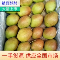 红香酥梨优质红香酥梨大量现货欢迎考察合作山西临猗