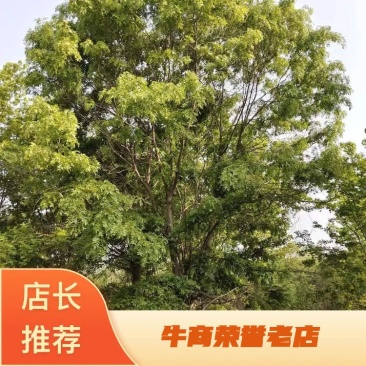 【皂角树】20公分皂角树，分枝点两米以上自家苗圃货源电话