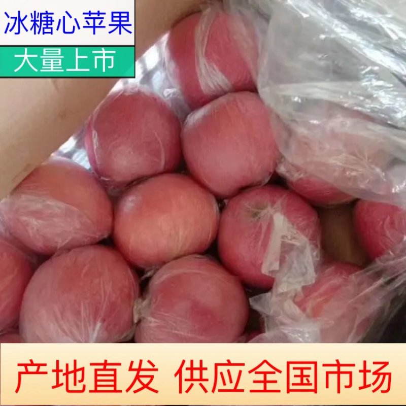 黄土高坡山西临猗坡上自产自销美八苹果客商电商欢迎咨询
