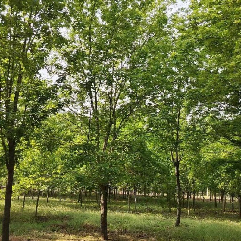 【五角枫】15-20公分上车价自家苗圃一手货源基地电话联