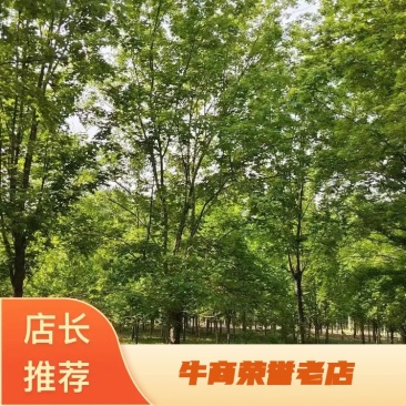【五角枫】15-20公分上车价自家苗圃一手货源基地电话联