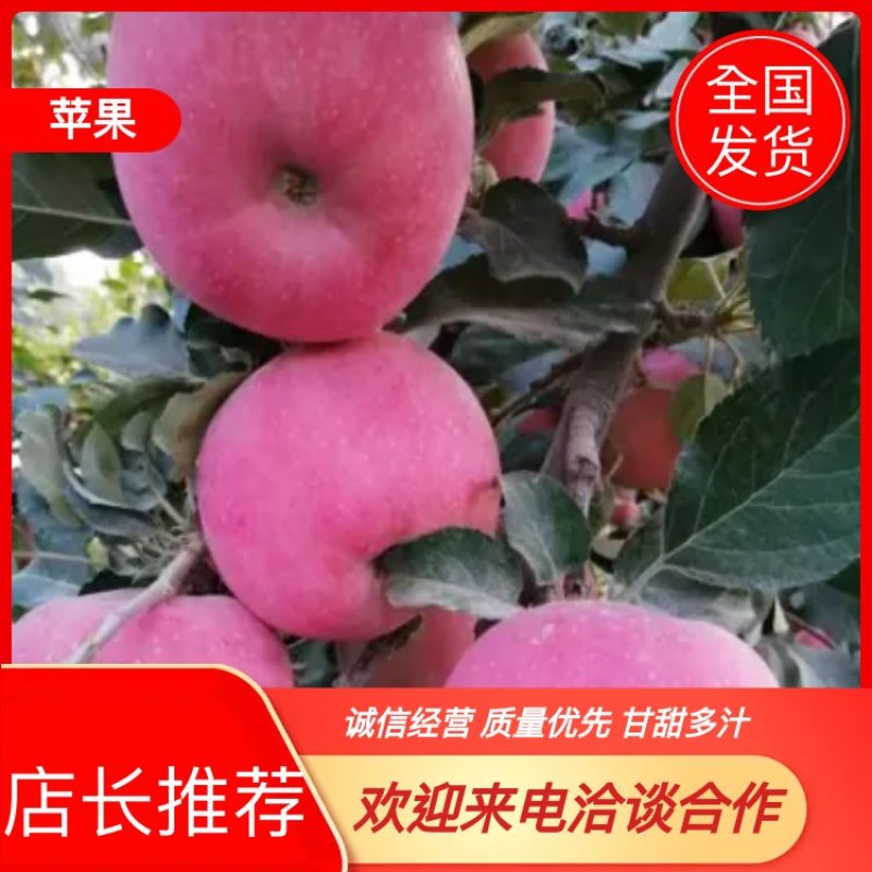 辽宁红富士苹果，香脆干甜口感嘎嘎好基地直供欢迎老板选购。