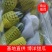 精选博洋九甜瓜口感脆甜绿皮白刚绿皮黄刚品种齐全