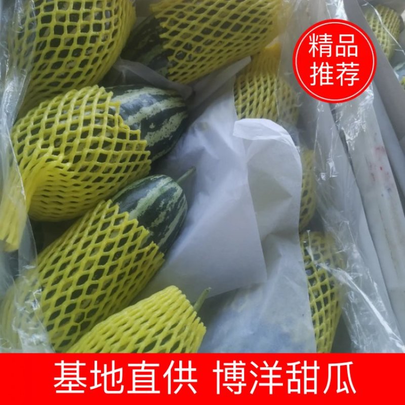 精选博洋九甜瓜口感脆甜绿皮白刚绿皮黄刚品种齐全